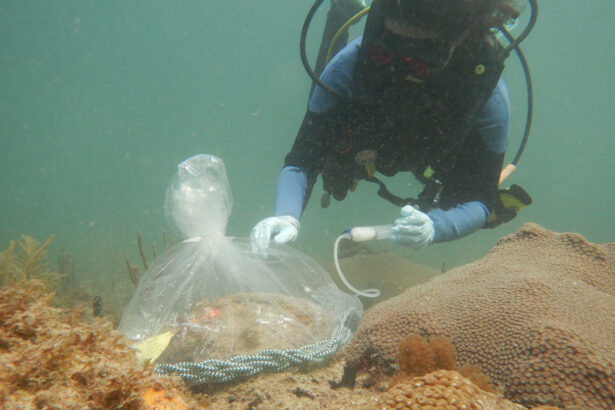 Probiotics helped great star corals fend off a deadly disease