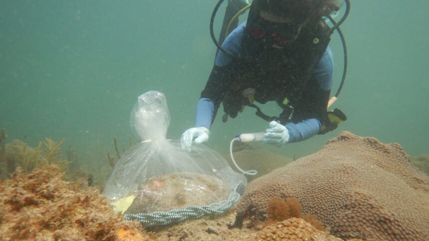 Probiotics helped great star corals fend off a deadly disease