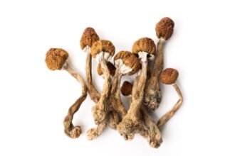 RFK Jr., FDA eye psychedelics for mental health treatment