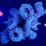 Rapamycin seems to boost longevity as effectively as eating less