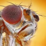 Researchers genetically altered fruit flies to crave cocaine