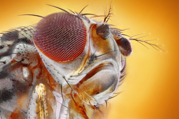 Researchers genetically altered fruit flies to crave cocaine