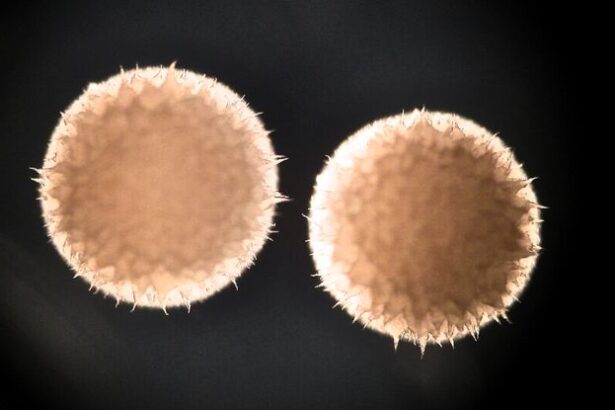 Scientists Confirm Anti-Aging Drug Appears to Prolong Life in Animals : ScienceAlert