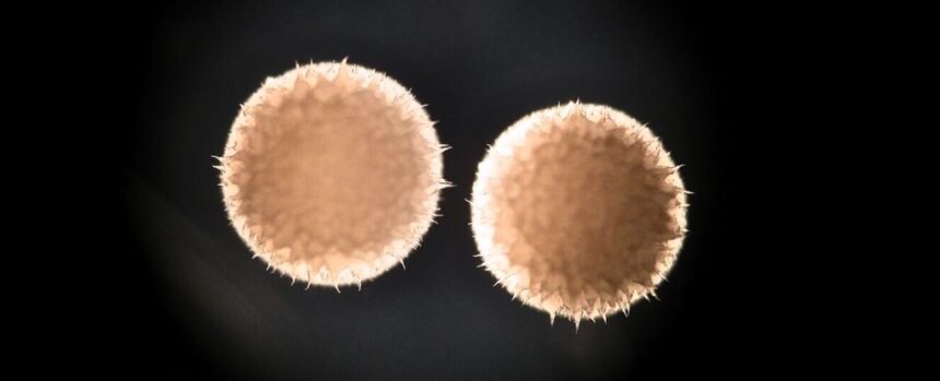 Scientists Confirm Anti-Aging Drug Appears to Prolong Life in Animals : ScienceAlert
