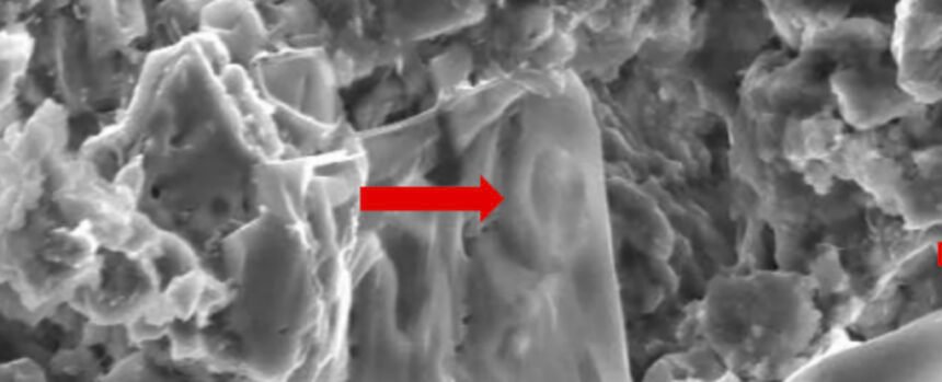 Scientists Found Cancer in a Dinosaur – And It Might Help Save Human Lives : ScienceAlert