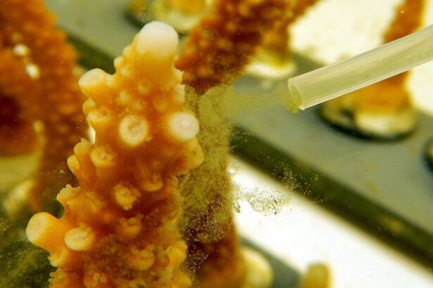 Scientists Freeze Coral to Save The Great Barrier Reef : ScienceAlert