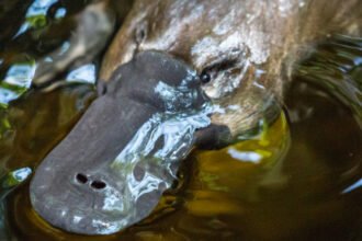 Scientists Just Solved a 100-Million-Year-Old Mystery About Platypus Sex : ScienceAlert
