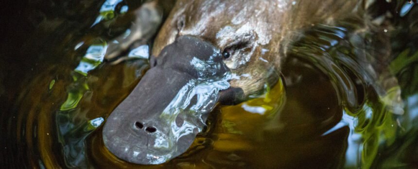 Scientists Just Solved a 100-Million-Year-Old Mystery About Platypus Sex : ScienceAlert