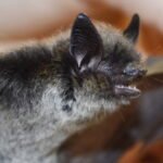 Scientists May Have Finally Figured Out How Bats Avoid Cancer : ScienceAlert