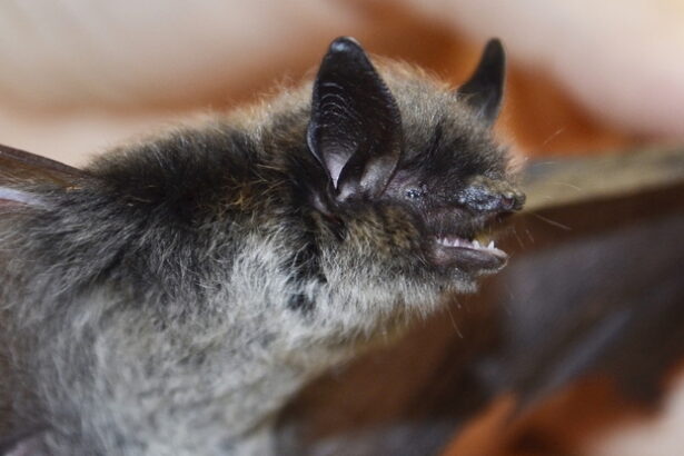 Scientists May Have Finally Figured Out How Bats Avoid Cancer : ScienceAlert