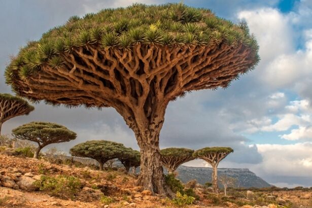 Scientists Studying Earth’s Trees Issued a Stark Warning to Humanity : ScienceAlert