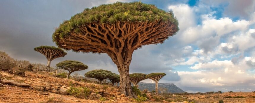 Scientists Studying Earth’s Trees Issued a Stark Warning to Humanity : ScienceAlert