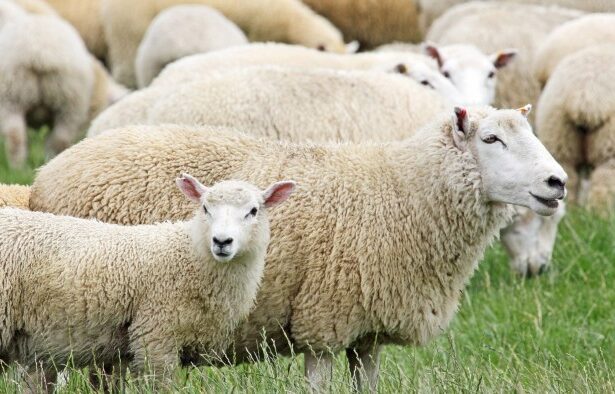 Scientists accuse New Zealand and Ireland of trying to cover up livestock emissions