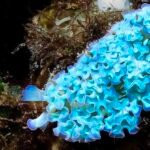 Sea Slugs Steal Body Parts From Prey to Gain Their Powers : ScienceAlert