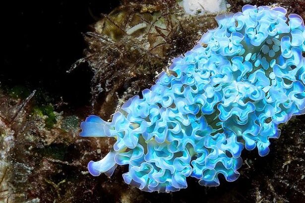 Sea Slugs Steal Body Parts From Prey to Gain Their Powers : ScienceAlert