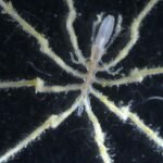 Sea spiders ‘farm’ methane-eating bacteria on their bodies