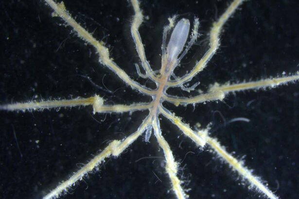 Sea spiders ‘farm’ methane-eating bacteria on their bodies