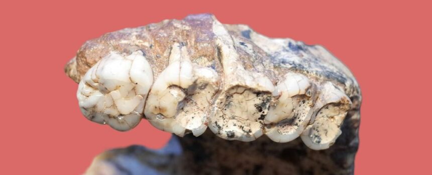 Shallow Holes in Our Ancestor’s Teeth Might Not Be a Disease as Thought : ScienceAlert