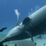 Sharks Do Something Bizarre When Turned Upside Down, And We Don’t Know Why : ScienceAlert