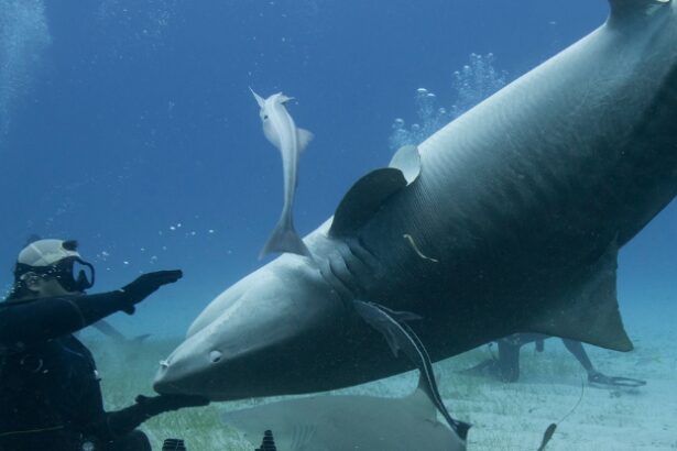 Sharks Do Something Bizarre When Turned Upside Down, And We Don’t Know Why : ScienceAlert