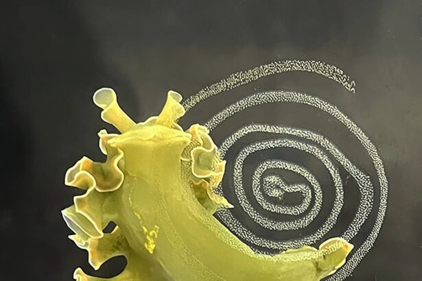 Solar-Powered Slug Steals Chloroplasts and Stores Them for Emergency Food