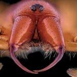 Spider With No Venom Has a Deadly Trick to Poison Its Prey : ScienceAlert