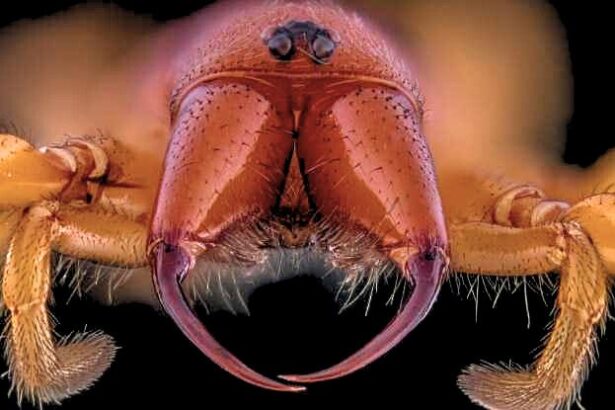 Spider With No Venom Has a Deadly Trick to Poison Its Prey : ScienceAlert