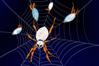 Spiders that get eaten after sex are picky about mates. You don’t say