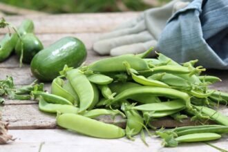 Succession Planting for a Successful Garden