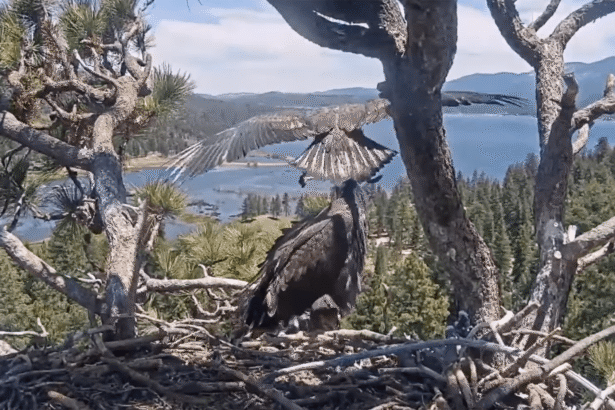 Sunny the eaglet has officially left the nest