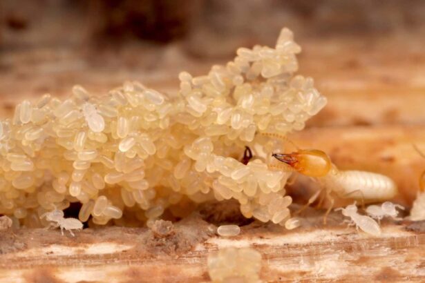 Super-invasive termites could spread from Florida around the world