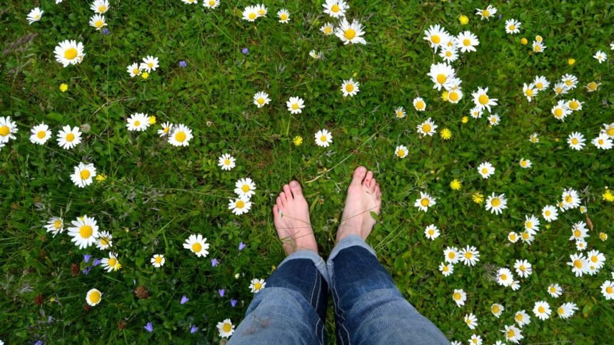 Sustainable Alternative Lawns – Earth911
