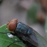 TERRIFYING: Dangerous Parasite That Eats Animals and Humans Alive Rapidly Marches Toward America With Help from the Mexican Drug Cartels |