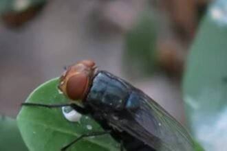 TERRIFYING: Dangerous Parasite That Eats Animals and Humans Alive Rapidly Marches Toward America With Help from the Mexican Drug Cartels |