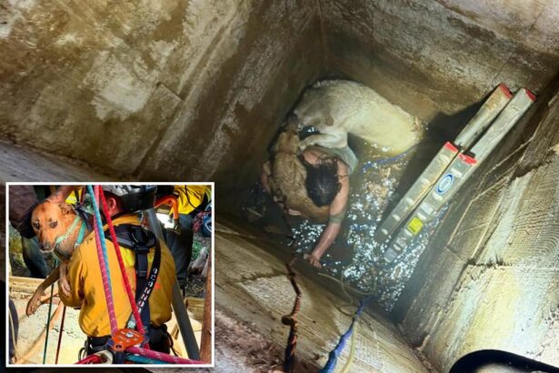 Teen trapped trying to rescue cherished dogs that fell down a California well saved by elite recuse team