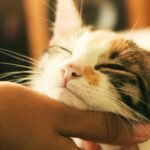 The Genetic Mystery of Why Cats Purr May Finally Be Solved : ScienceAlert
