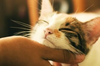 The Genetic Mystery of Why Cats Purr May Finally Be Solved : ScienceAlert