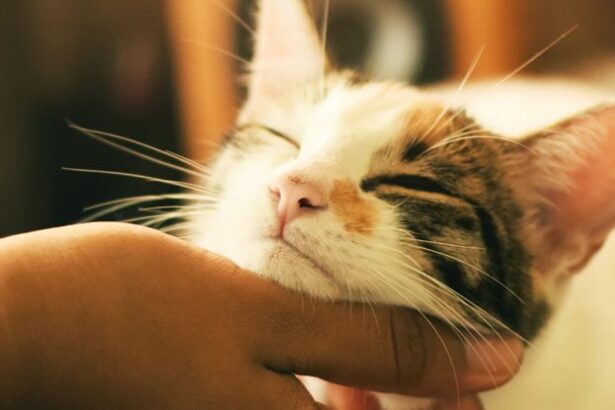 The Genetic Mystery of Why Cats Purr May Finally Be Solved : ScienceAlert