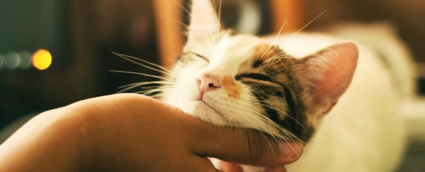 The Genetic Mystery of Why Cats Purr May Finally Be Solved : ScienceAlert