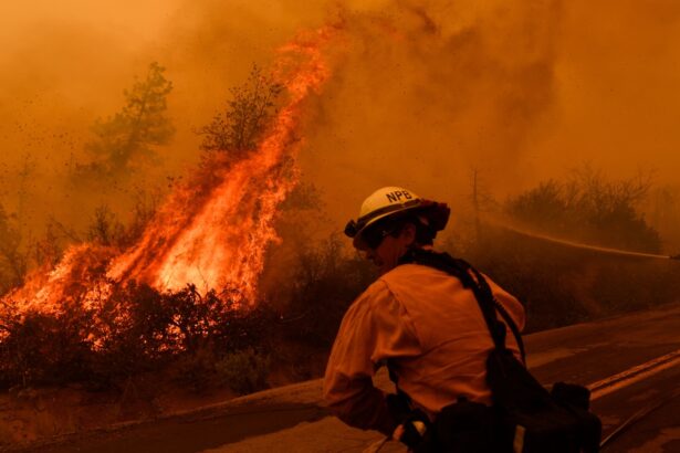 The Trump admin claims roads in forests prevent wildfires. Researchers disagree.