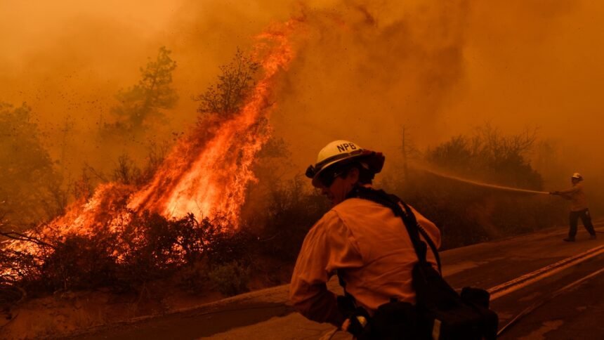 The Trump admin claims roads in forests prevent wildfires. Researchers disagree.