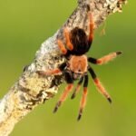 The surprising silver lining to the recent boom in invertebrate pets