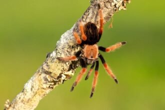 The surprising silver lining to the recent boom in invertebrate pets