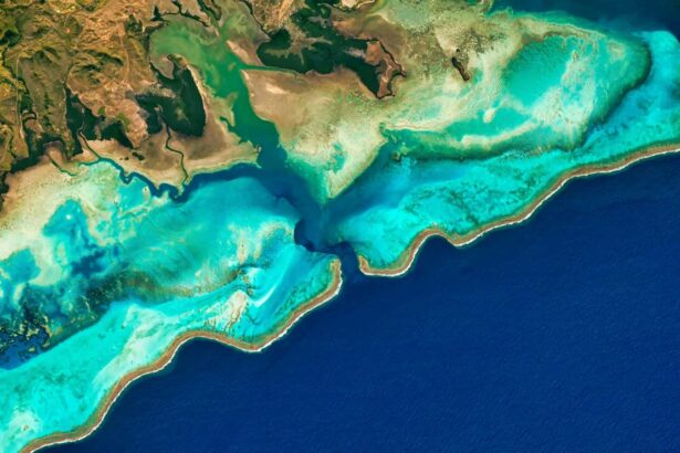 There may be a surprising upside to losing coral reefs as oceans warm