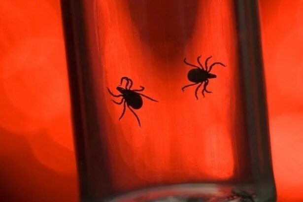 There’s a Shocking Reason Ticks Are So Dangerous (It’s Us) : ScienceAlert