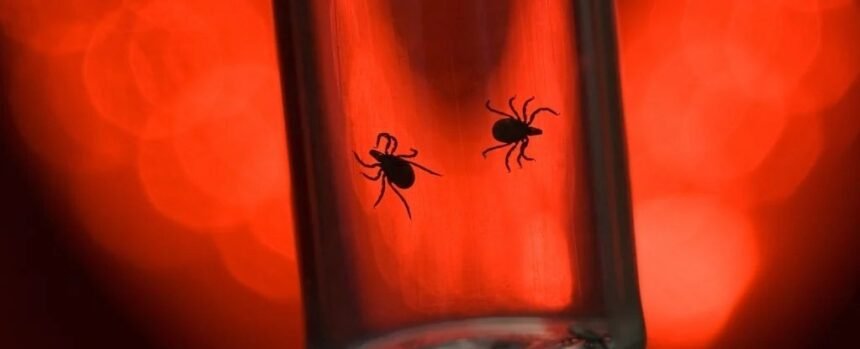 There’s a Shocking Reason Ticks Are So Dangerous (It’s Us) : ScienceAlert