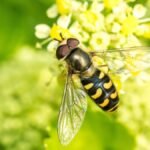 These Beneficial Insects Can Help Your Garden Thrive