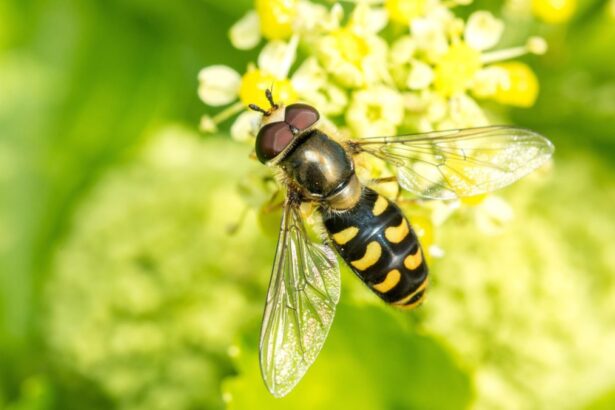 These Beneficial Insects Can Help Your Garden Thrive