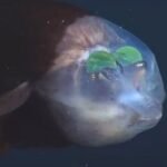 This Fish Has a Weird See-Through Head With Its Eyes On The Inside. Here’s Why. : ScienceAlert
