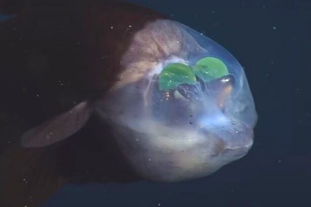 This Fish Has a Weird See-Through Head With Its Eyes On The Inside. Here’s Why. : ScienceAlert